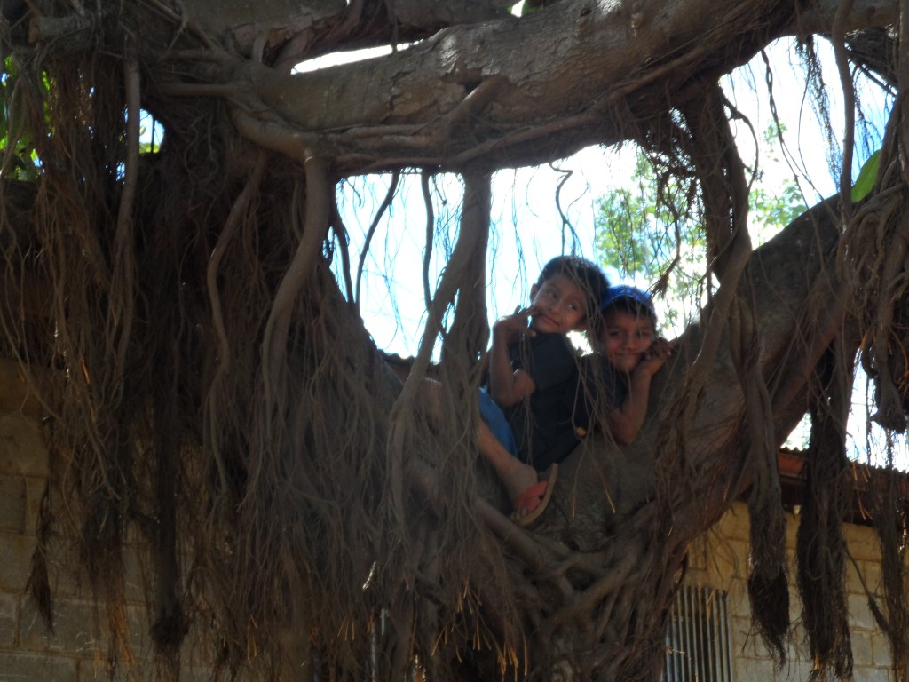 A couple of Nicaraguan kids up in a tree.